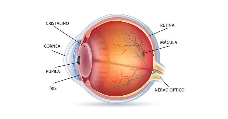 O que é degeneração macular relacionada à idade (DMRI)?